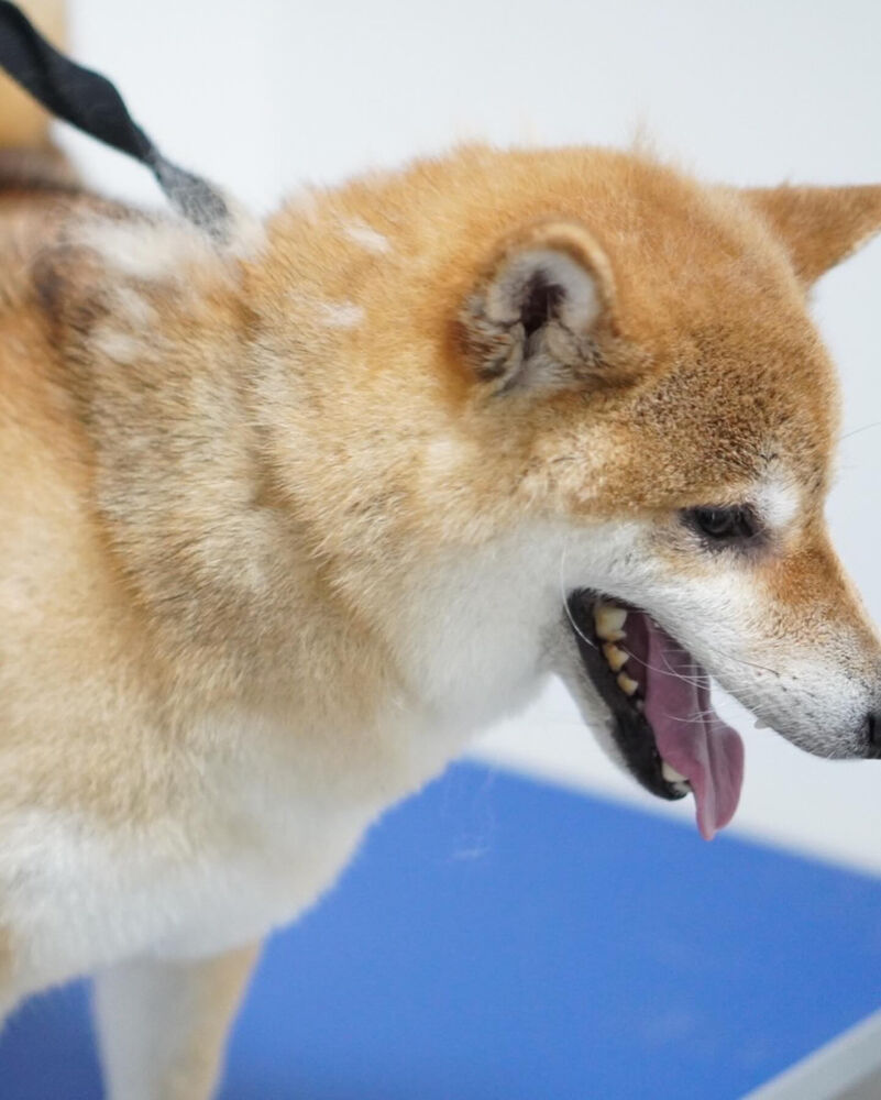 ブログ