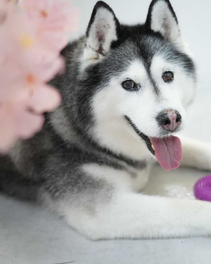 ブログ