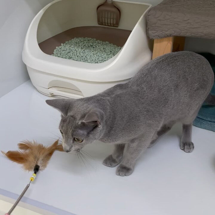 ブログ