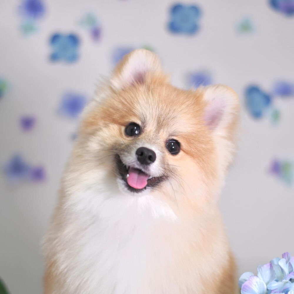 ブログ