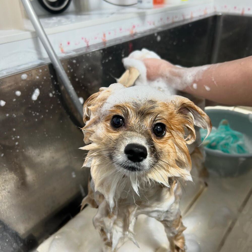 ブログ