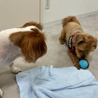 ブログ