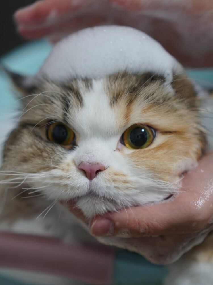 ブログ