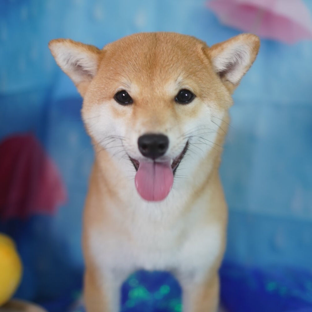 ブログ