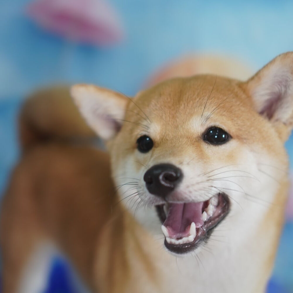 ブログ