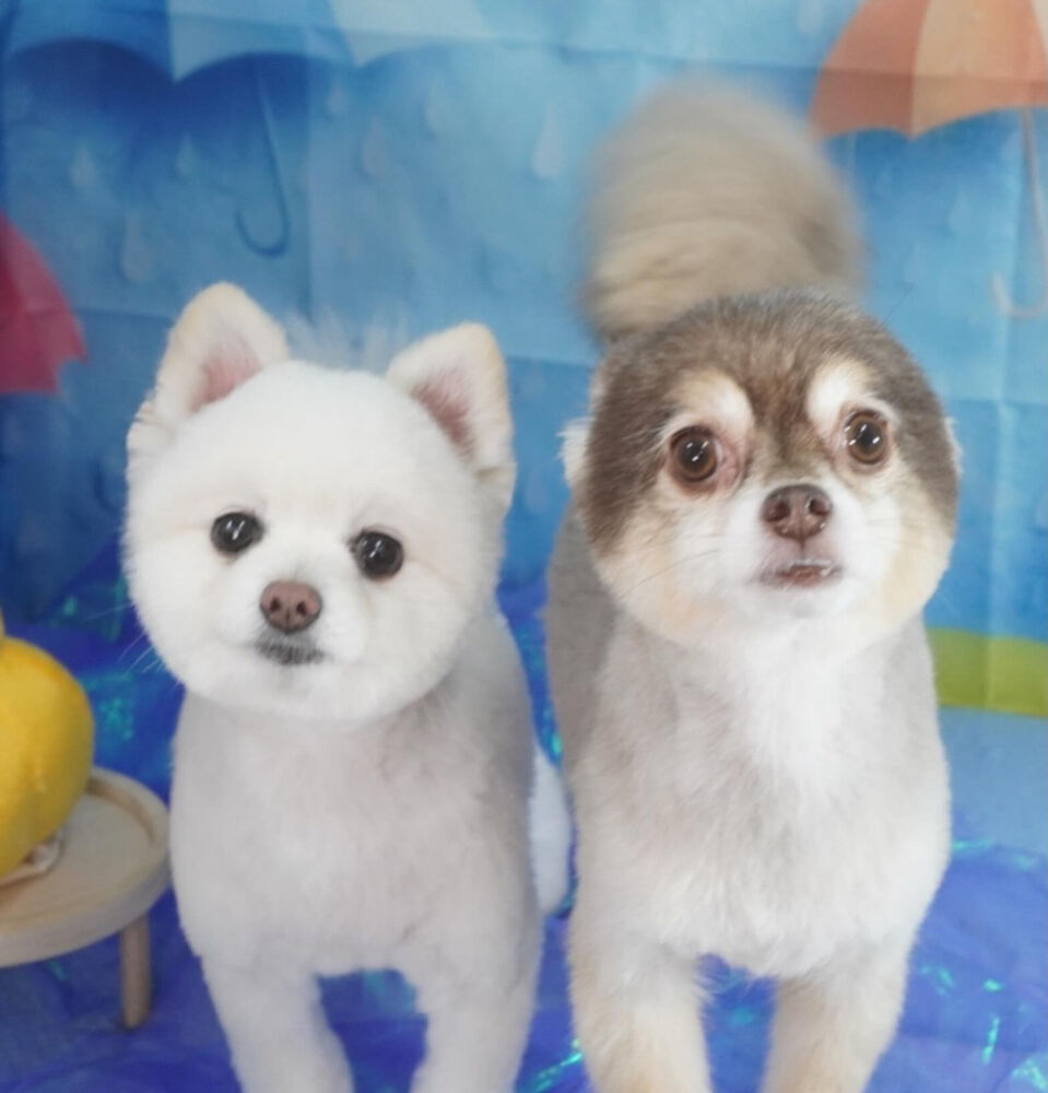 ブログ