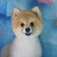 ブログ