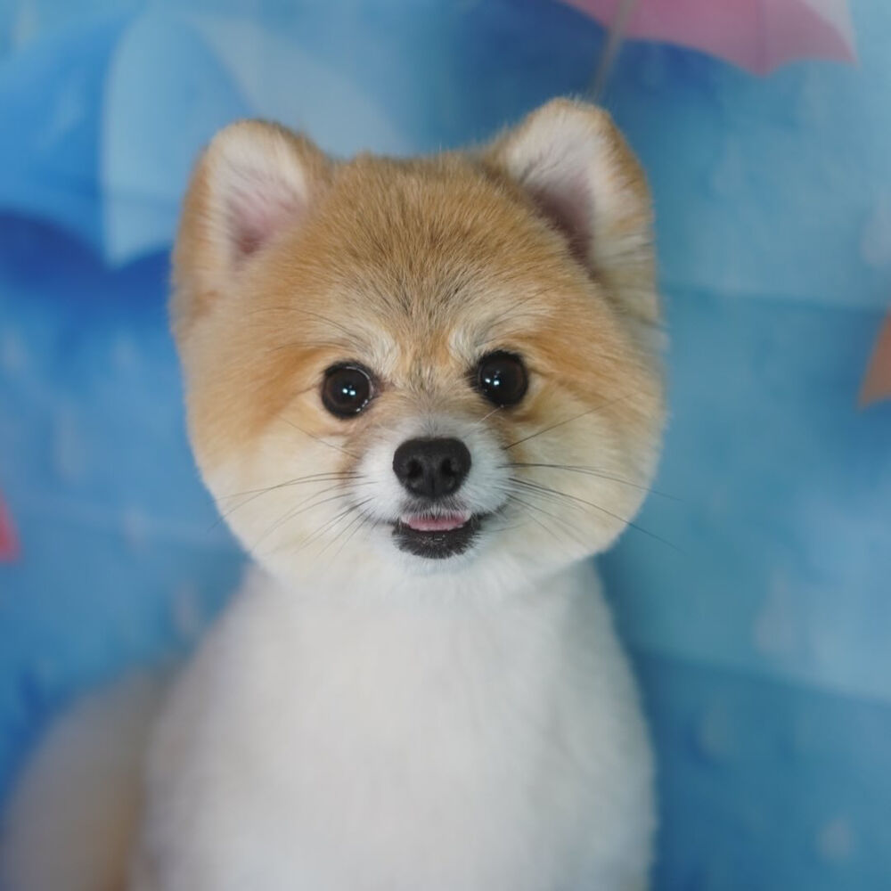 ブログ