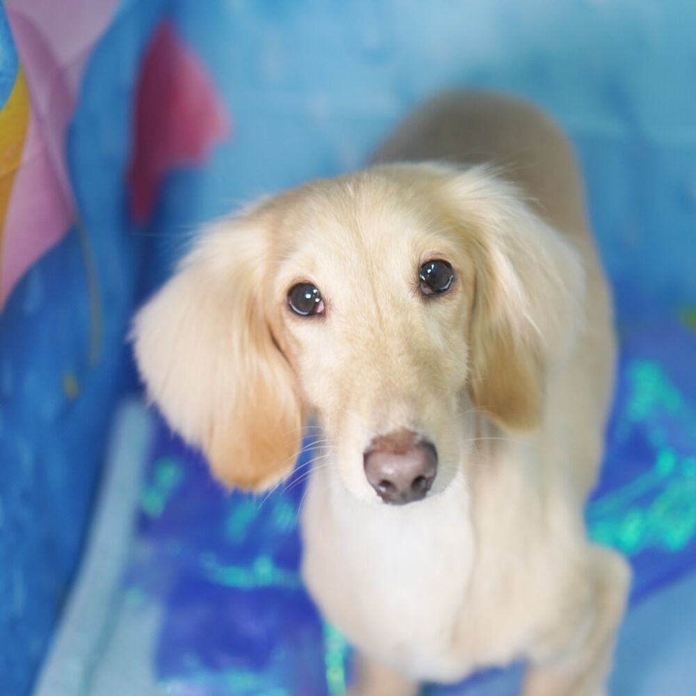 ブログ