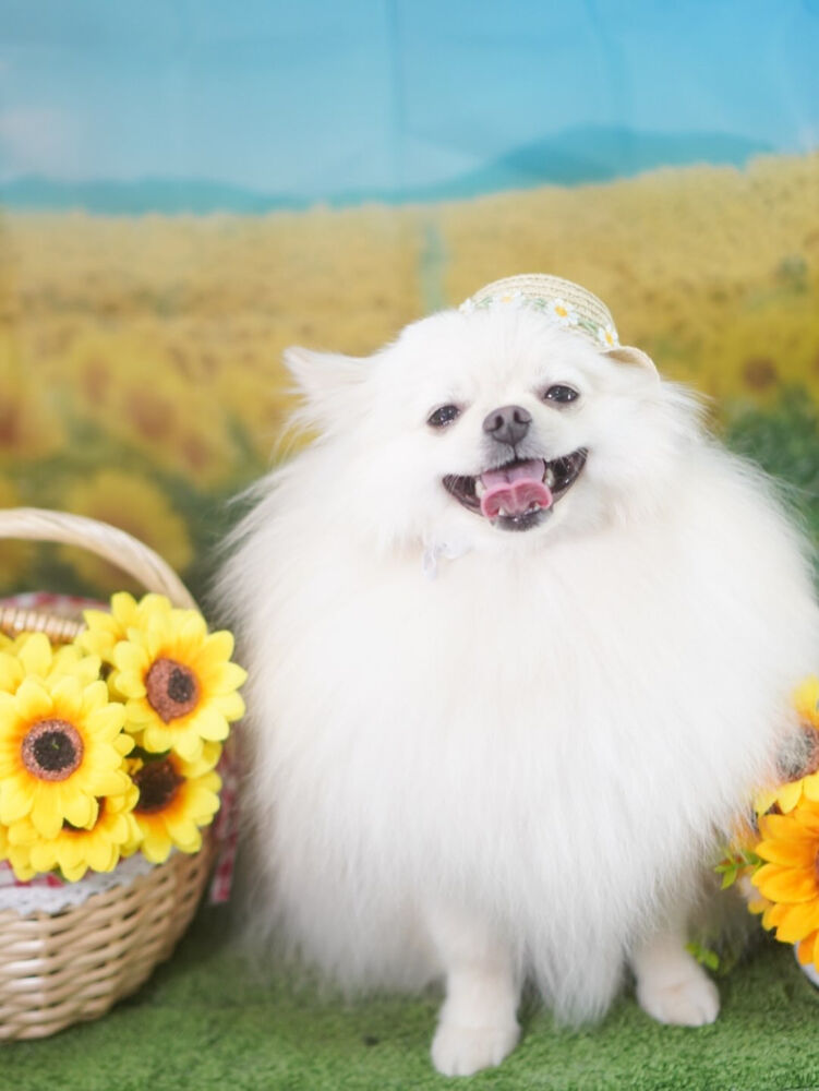 ブログ