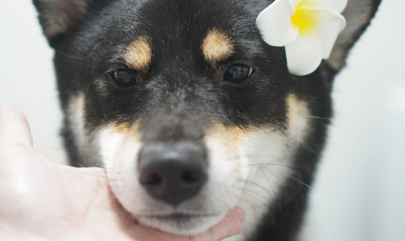 画像22403：【シャンプー】柴犬