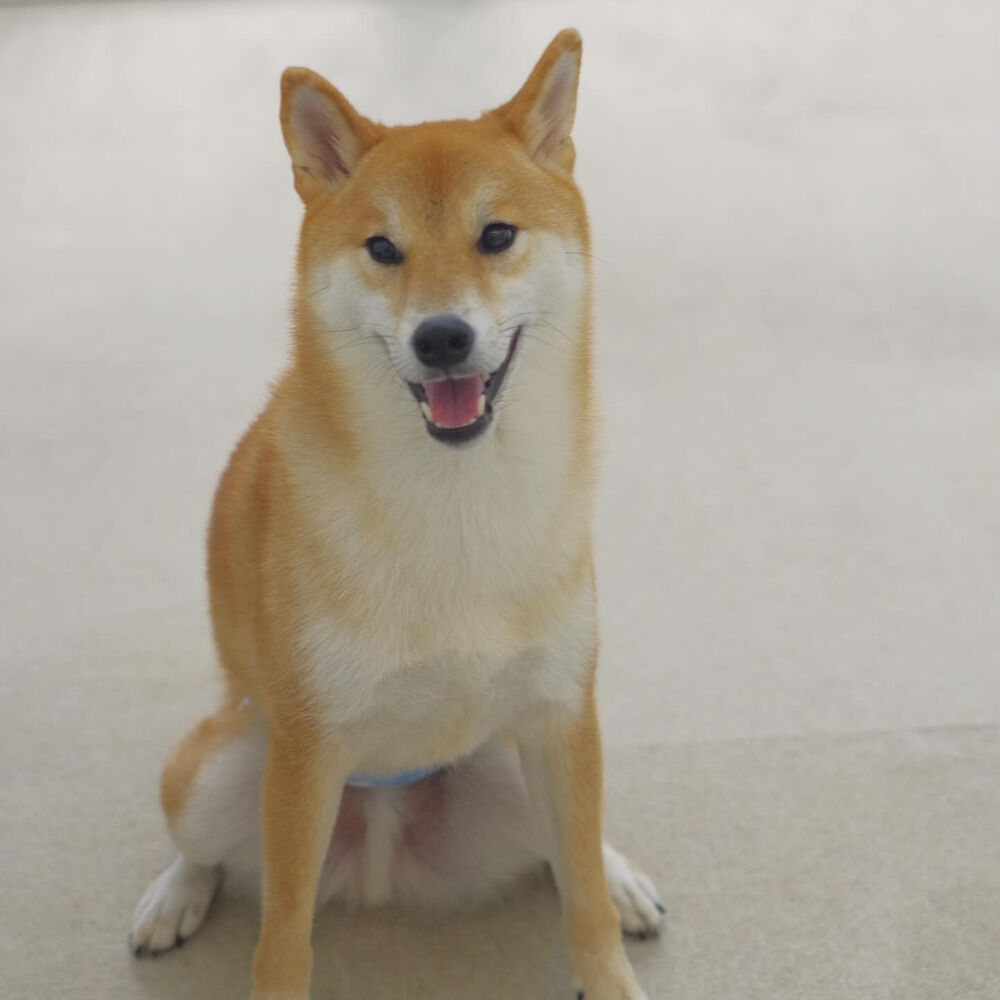 ブログ
